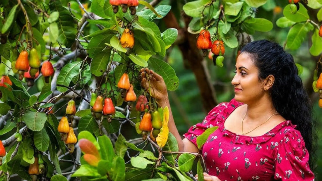 goan cashew nuts